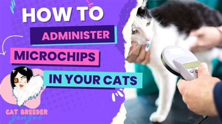 Can you microchip a kitten?