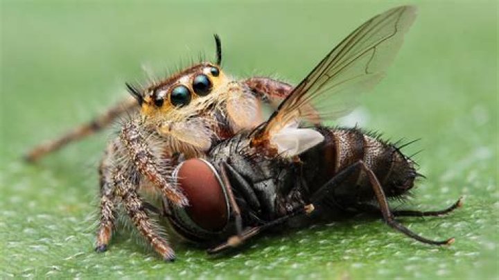 Do jumping spiders eat pill bugs?