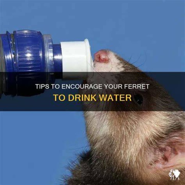 How do I get my ferret to drink water?