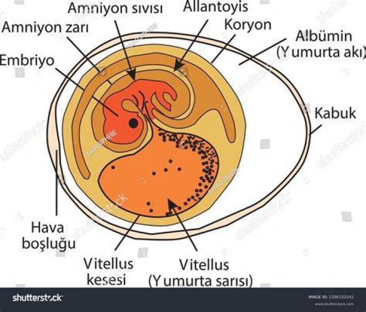 Is egg white amniotic fluid?