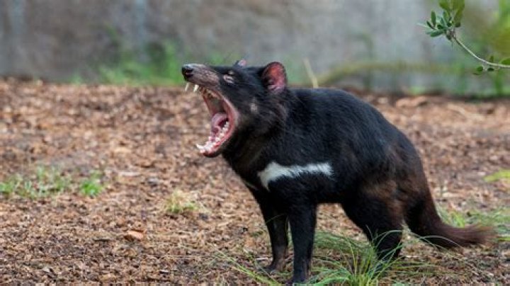What animals have Devil in their name?