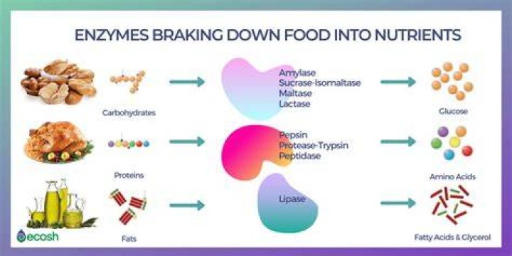 Which enzyme is used to break down fat?