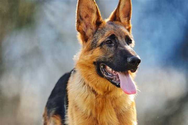 Why do German shepherds smile?